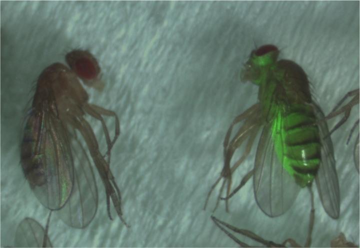 Gene-Switching in Flies