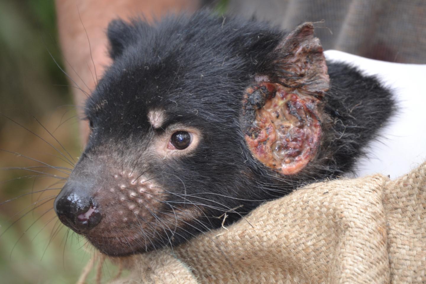 Tasmanian Devil with Trasmissible Tumor