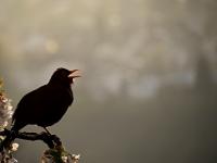 Singing Bird