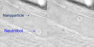 Turning white blood cells into medicinal microrobots with light (IMAGE)