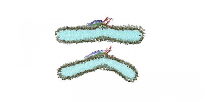 Supercomputers Unlock Reproductive Mysteries of Viruses and Life