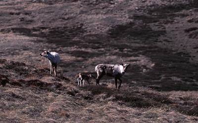Caribous and Climate Change
