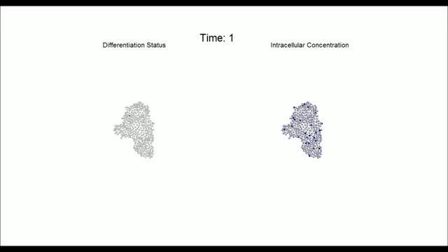Computational Model Shows Differentiation