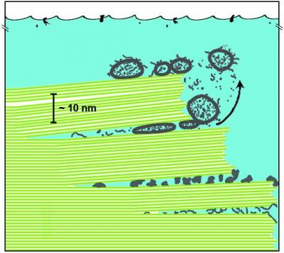 Diagram of Biomolecules Between Sheets of Mica