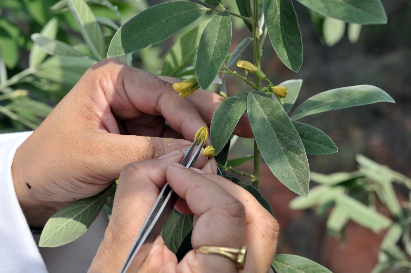 Emasculation in Pigeonpea