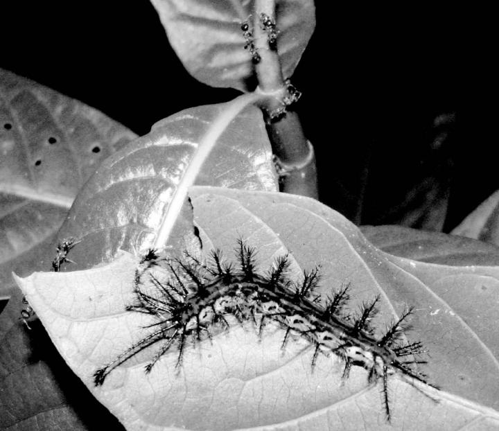 Guardian Ants: How Far Does The Protection Of A Plant-Ant Species To Its Specific Host Go? (1/2)