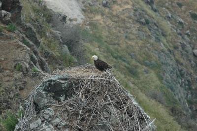 Bald Eagle and Nest Channel Islands