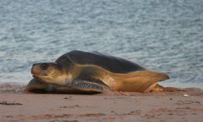 The Flatback Turtle in North West Australia