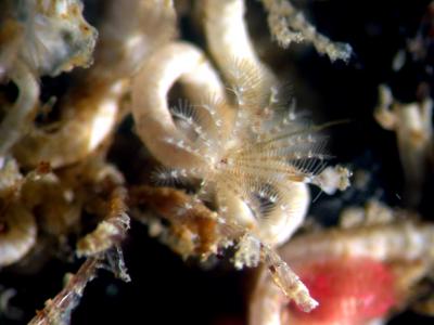 The Tubeworm <i>Hydroides elegans</i> with Tentacles Extended
