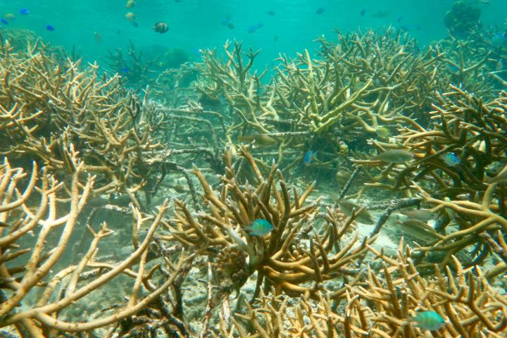 Coral Reef over Spider Structures