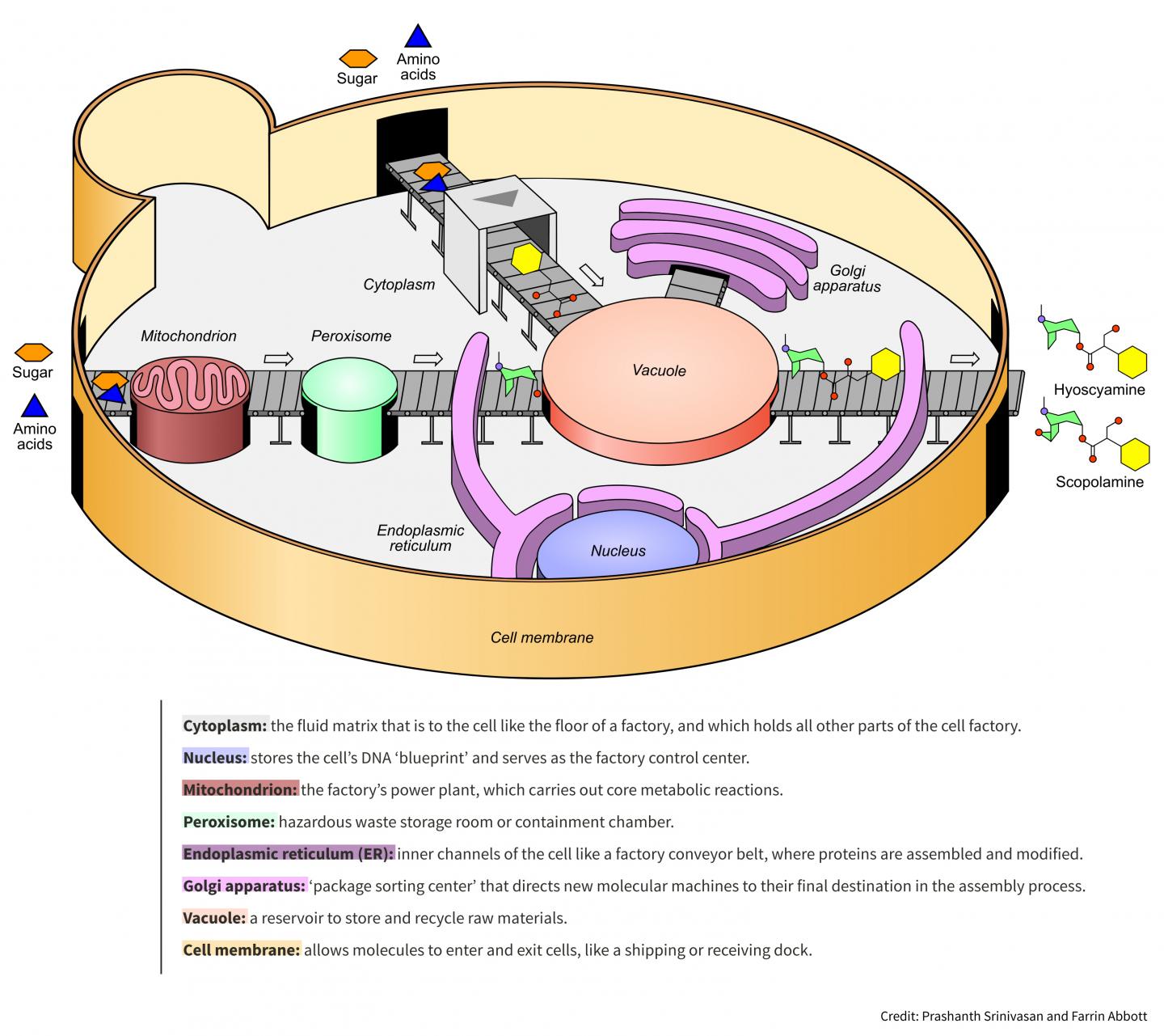 Metabolic engineers turn yeast [IMAGE] EurekAlert! Science News Releases