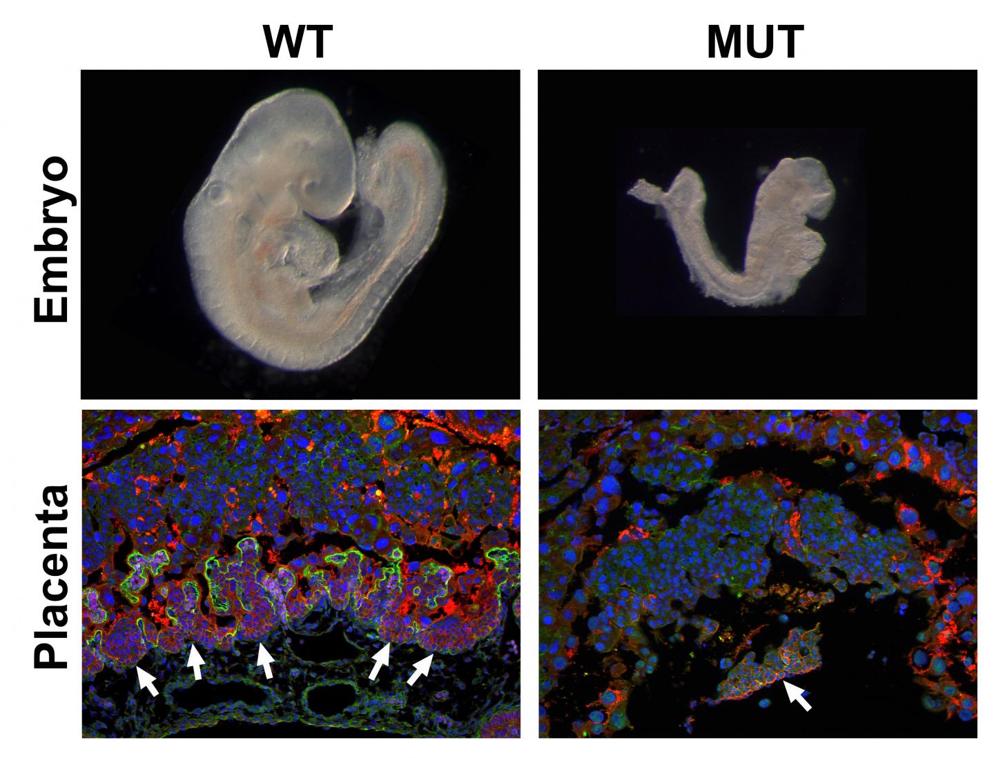 Comparison between Healthy and Mutant Embryo Development