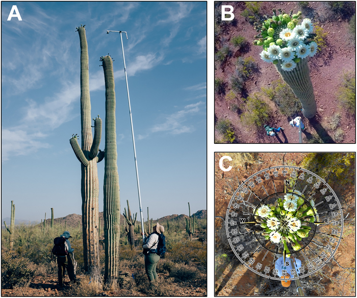 Saguaro cacti