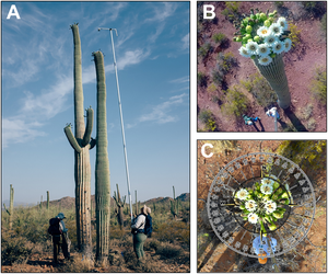 Saguaro cacti