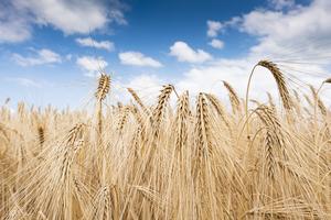 Worldwide grain farming is associated with a high global consumption of nitrogen fertilizer. KIT researchers found that a global redistribution would have a positive impact on the environment.