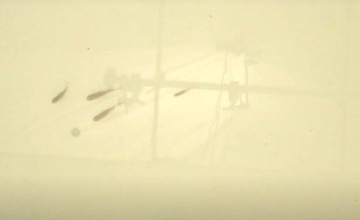 Fish interacting with robot