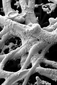 Healthy plant roots are colonized by complex microbial communities of bacteria and fungi