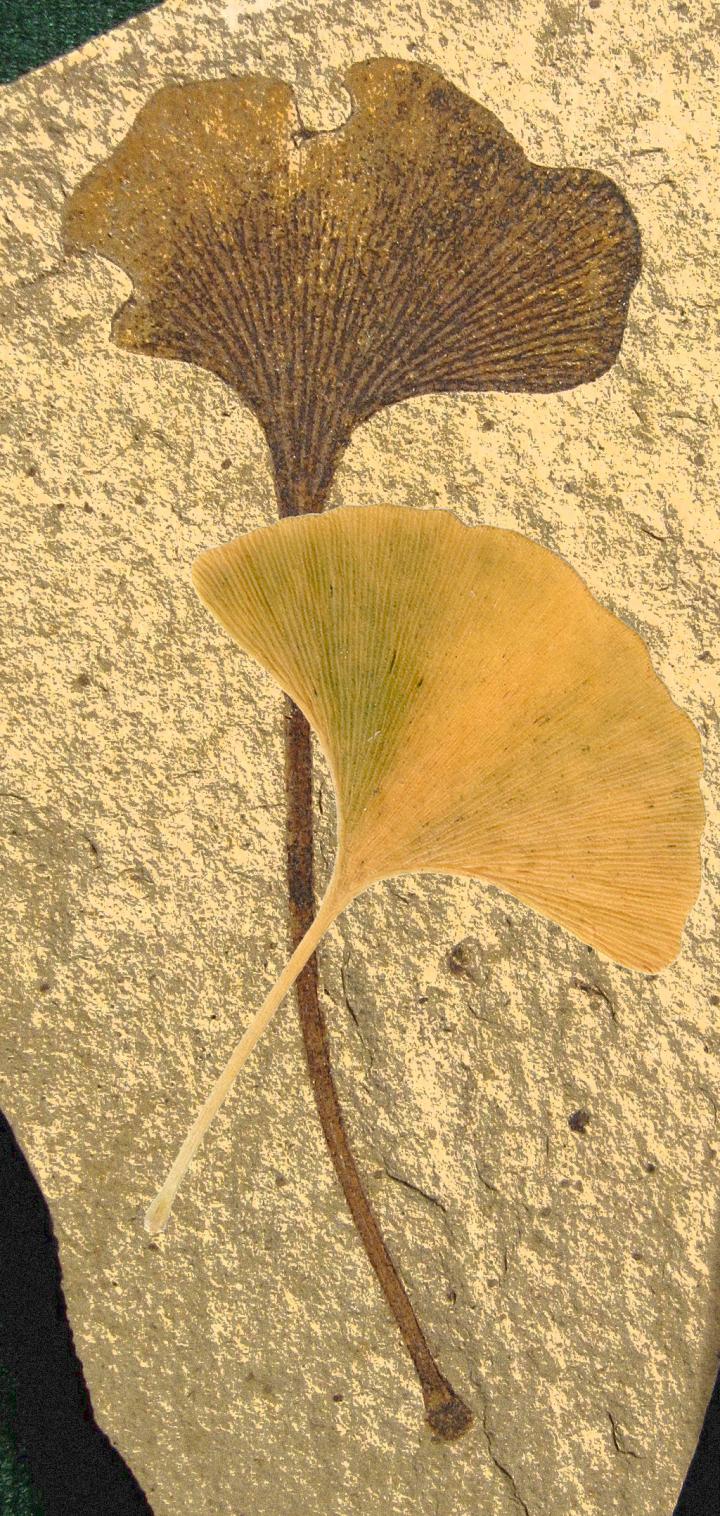 <i>Ginkgo biloba</i> Leaves Fanning Past and Present