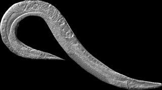 <i>C. elegans</i>