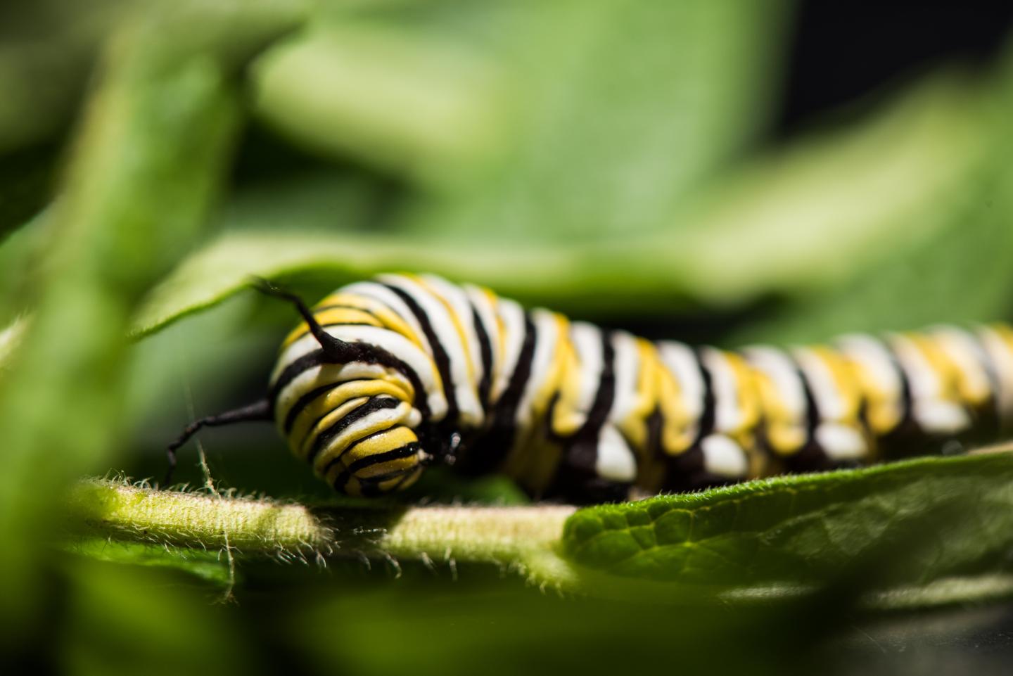 Four Biological Kingdoms Influence Disease Transmission in Monarch Butterflies