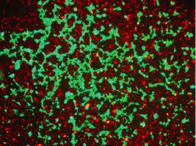 Cancer Cell Cooperation