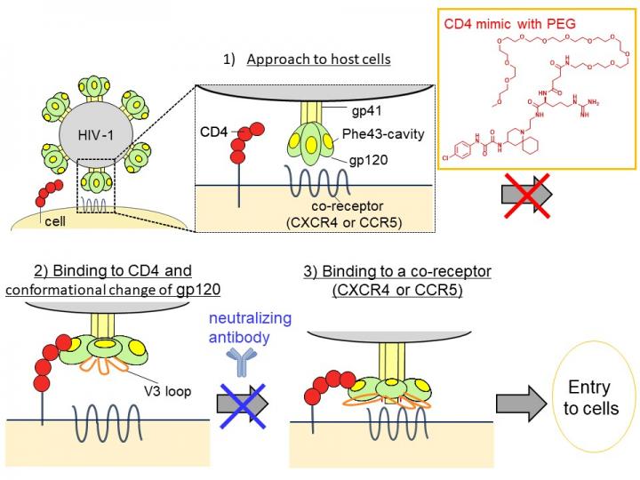 Mechanism of the HIV entry to cells and its block by a CD4 mimic bearing PEG and a neutralizing antibody.