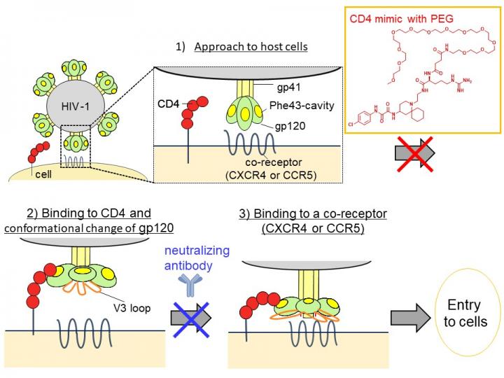 Hiv侵入阻害剤としての小分子cd4ミミックとポリエチレングリコールユニットの ハイブリッ Eurekalert