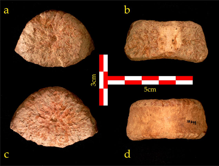 Prehistoric human vertebra discovered in the Jordan Valley tells the story of prehistoric migration from Africa