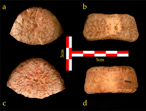 Prehistoric human vertebra discovered in the Jordan Valley tells the story of prehistoric migration from Africa