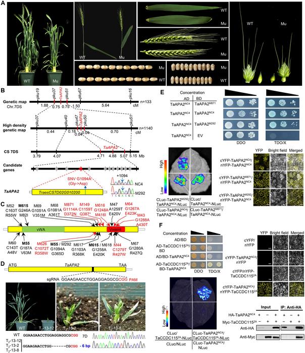 Mutations in wheat TaAPA2 gene result in pleiotropic effects on plant architecture