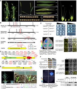 Mutations in wheat TaAPA2 gene result in pleiotropic effects on plant architecture