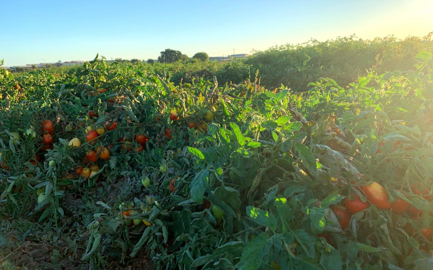 tomatoes