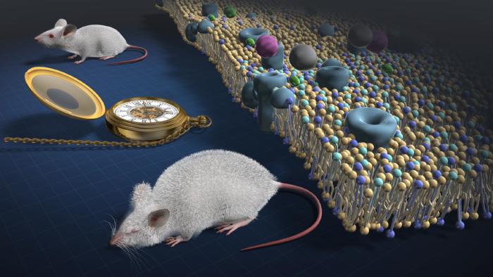 Aging and changes in the lipid metabolism