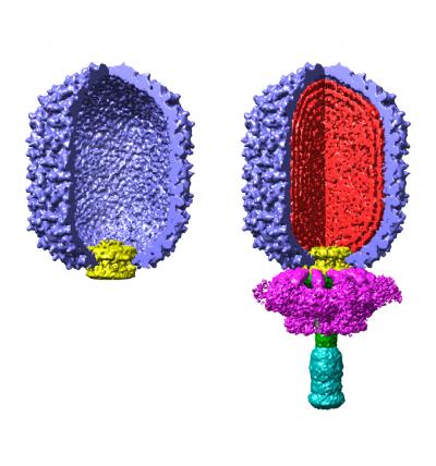 Cross Sections of Empty and Filled Virus