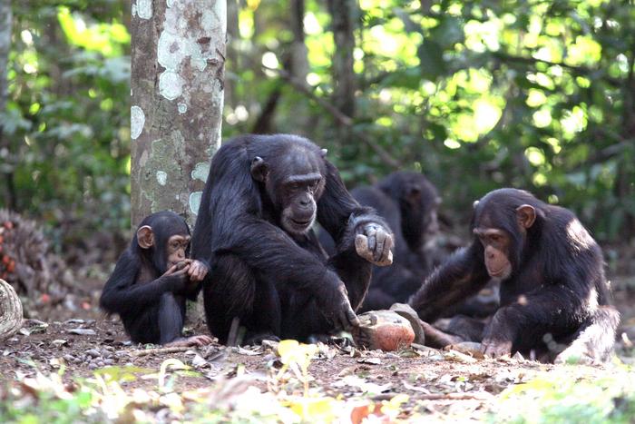 Chimpanzee teaching the use of stone hammer and stone anvil