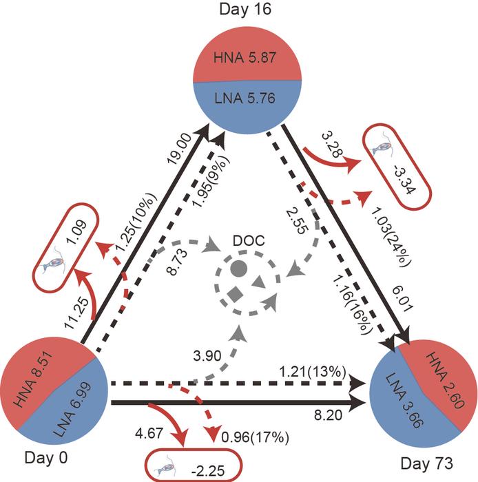 Carbon flow dynamics within the microbial loop.