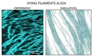 FtsZ self-organization: simulation and experiment