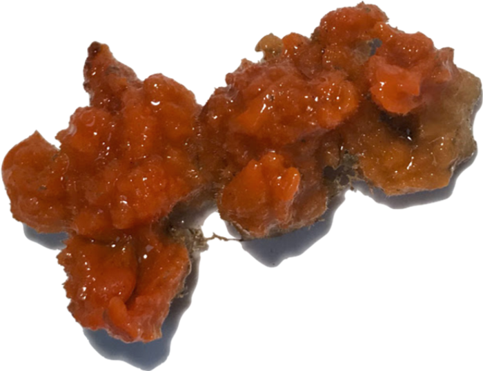 Sponges, not just their microbes, make biologically potent compounds