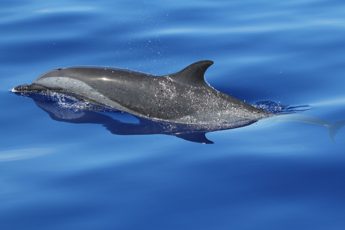 pantropical spotted dolphin