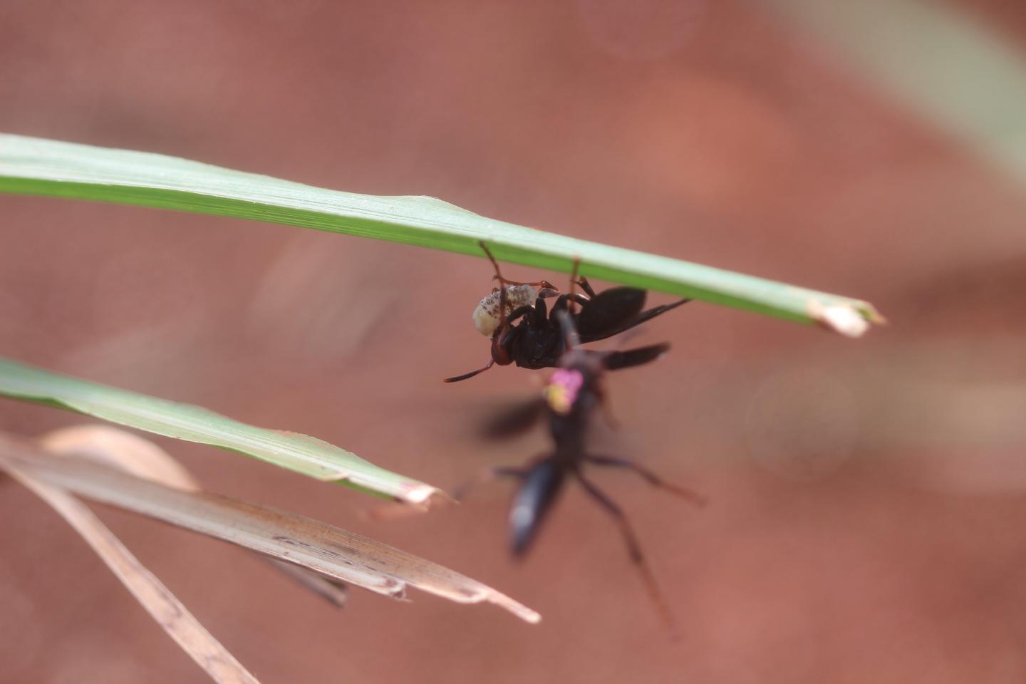 Hunting wasp with pest larva