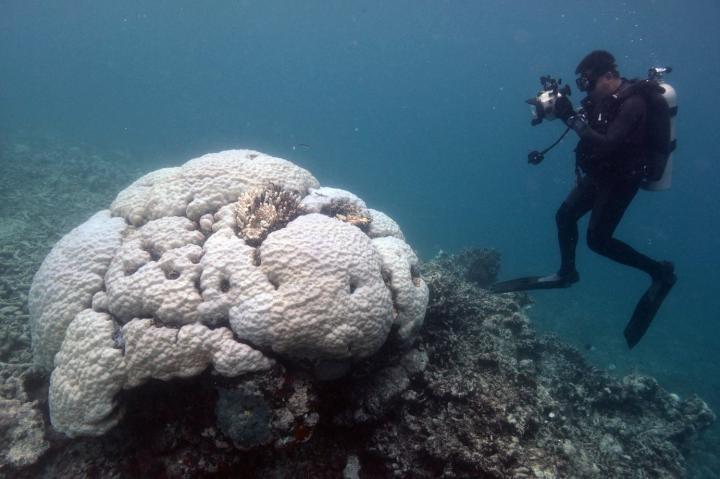 Dead Corals Don't Bleach for a Second Time