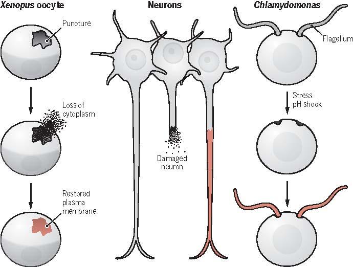 Special Issue: Repair and Regeneration (6 of 6)