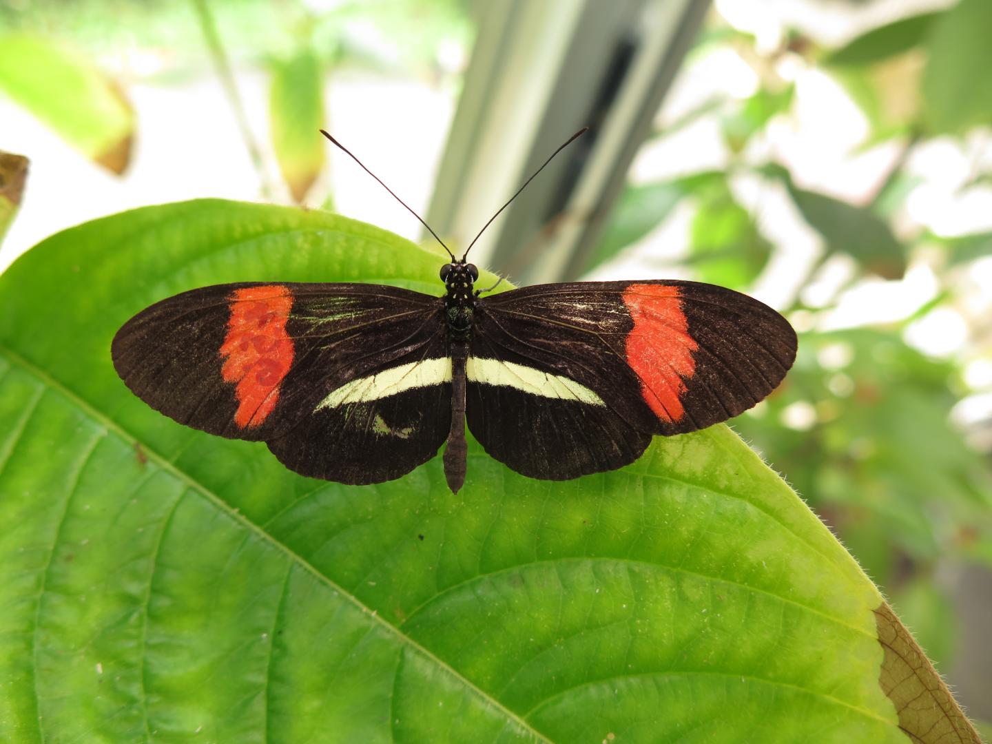 Butterfly anti aphrodisiac and floral scent EurekAlert