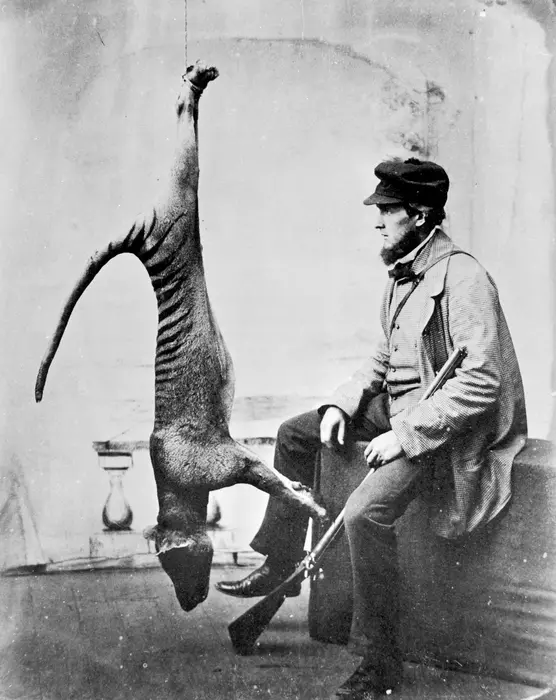 An 1869 trophy photograph of a hunted Tasmanian tiger (thylacine)