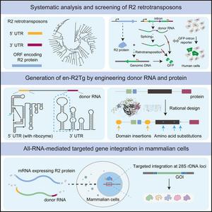 All RNA-mediated targeted gene integration in human cells with rationally engineered R2 retrotransposons