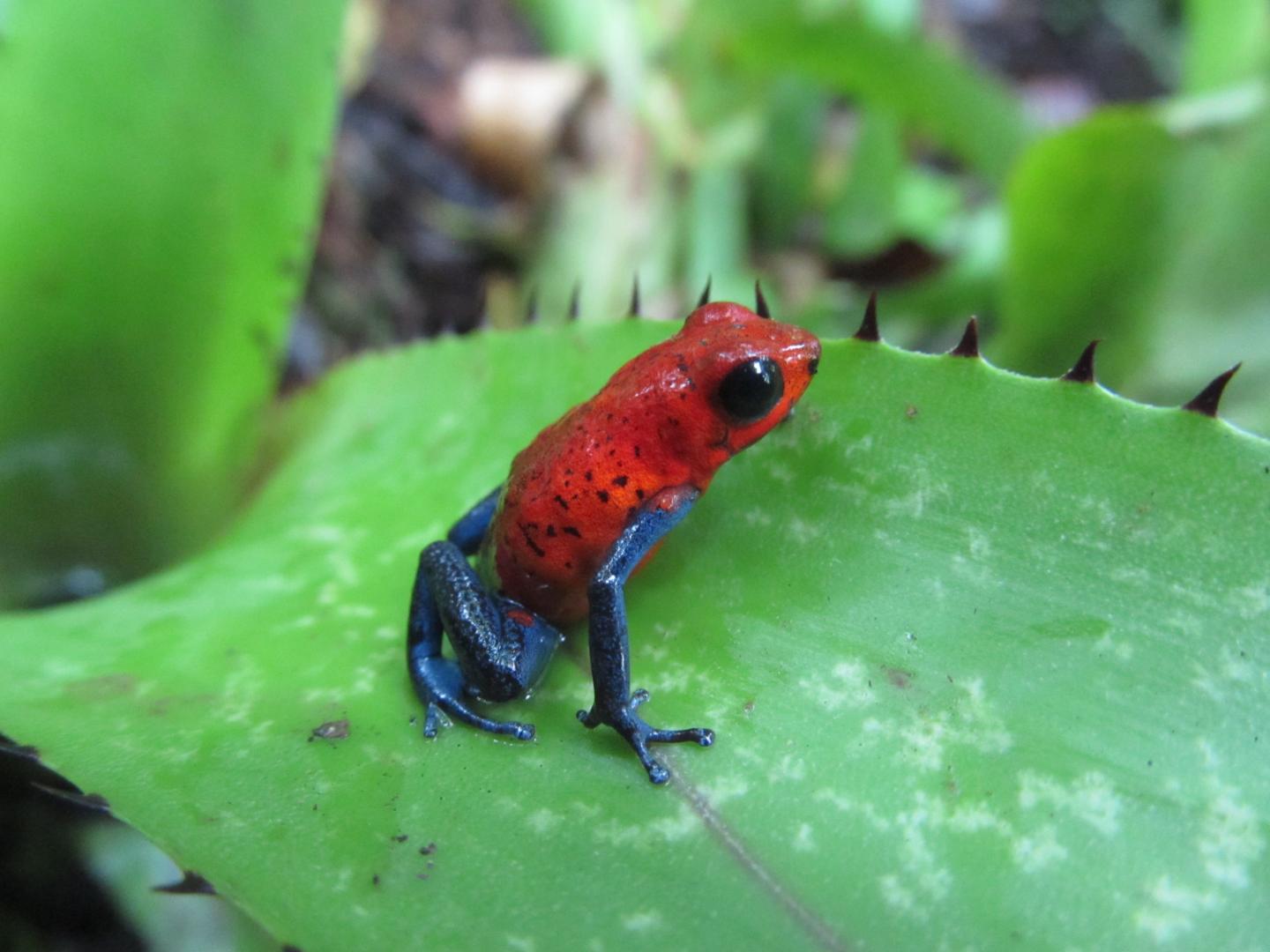 Strawberry Poison Frog