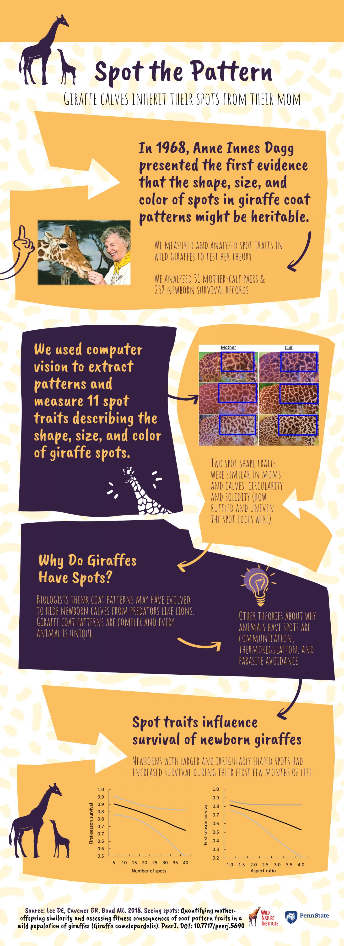 Giraffe Spots Infographic