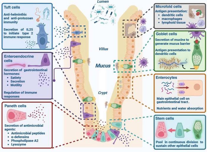 Composition and specialised functions of intestinal epithelial cells (IECs).