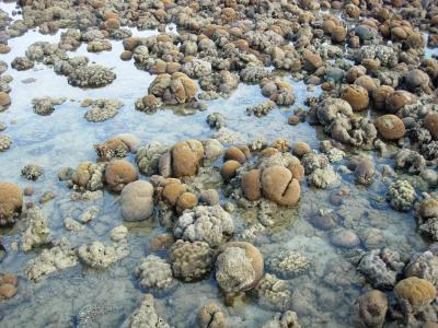 Diversity of Corals, Algae in Indian Ocean Suggests Resilience to Future Global Warming (2 of 3)