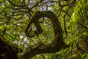 Forest on Terceira